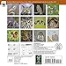 Owls WWF Mini Wall Calendar 2017