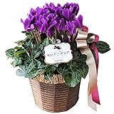 花由 ブルーシクラメン セレナーディア アロマブルー【12/10～12/16お届け】（生花 鉢植え 鉢花）【フラワーギフト シクラメン お歳暮 御歳暮 花 贈り物】