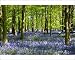 Photographic Prints of Bluebells i from ClownFish Photo