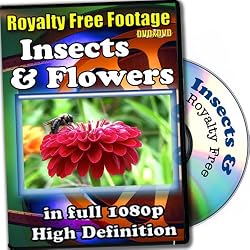 Insects and Flowers - Royalty Free Video Footage High Definition Collection