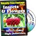 Insects and Flowers - Royalty Free Video Footage High Definition Collection
