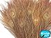 5 Pieces – Light Brown Bleached & Dyed Peacock Tail Eye Feathers 10-12” Long Halloween Craft Supply | Moonlight Feather