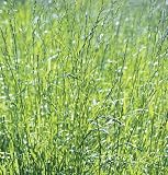 Davids Cover Crop Ryegrass Common 1 Pound Order 61LCg4vywQL. SL160 Davids Cover Crop Ryegrass Common 1 Pound Order