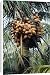 Canvas Prints of APP-3326 Panama Dwarf Golden Coconut from Ardea Wildlife Pets