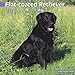 Flat-Coated Retriever 2012 Wall Calendar 12