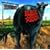 Dude Ranch