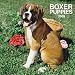   - Boxer Puppies 2009 Wall Calendar 12
