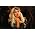 Miniaturansicht von Lady Gaga