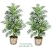 TWO 5' Artificial Areca Palm Trees, with No Pot,