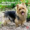 Australian Terriers 2012 Square 12X12 Wall Calendar (Multilingual Edition)