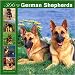 366 Days of German Shepherds 2008 Wall Calendar