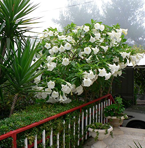 #1076*GIANT FLOWERS WHITE ANGEL TRUMPETS*25 seeds*rare #1076*GIANT FLOWERS WHITE ANGEL TRUMPETS*25 seeds*rare