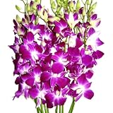 Fresh Flowers