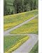 Photographic Prints of Empty Winding Road a Yellow Wild Flowers, Dolomites, Italy from AWL Discover Images