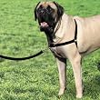 Premier Easy Walk Dog Harness, Black, Extra Large