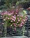 Photographic Prints of DAD-1710 Town floral display - mix of Geranium a grasses from Ardea Wildlife Pets