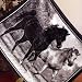 Biederlack Stallions 60 x 80 Blanket Throw