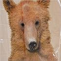 Yoga Bears Vinyl Shower Curtain, 70" X 70"