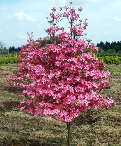 *EXOTIC*10 RED DOGWOOD TREE SEEDS #1193B** *EXOTIC*10 RED DOGWOOD TREE SEEDS #1193B**