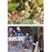 Cuisiner comme au Moyen Age : 150 recettes m�di�vales adapt�es aux cuisines d'aujourd'hui
