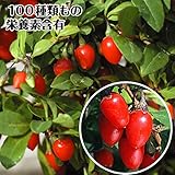 国華園　有用植物苗　クコ　千成　2株