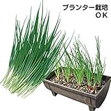 ワケギ種球　二十日ワケギ　500g