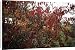 Canvas Prints of Tatarian maple (Acer tataricum ginnala) from Science Photo Library