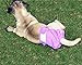 wegreeco Washable Reusable Premium Dog Diapers, Extra Small, Bright Color, for Female Dog, Pack of 3