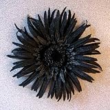 61Lj4ZeuXoL. SL160  Spider Gerbera Daisy Artificial Flower Pin Brooch, Black