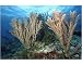 Photographic Print of Branching corals, Acropora sp., Rongelap, Marshall Islands, Micronesia from Specialist Stock