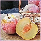 すもも(プラム)苗木 貴陽