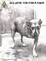 Alice In Chains (self-titled)* (Guitar Recorded Version)