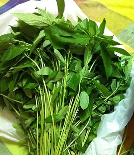 Jute Seeds, Egyptian Spinach,(1000 ) Saluyot, Molokhia, Plant Spring Or Summer