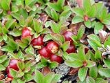 Amazon / Hirts: Herbs: Bearberry Plant -Arctostaphylos-Medicinal/Herbal-Potted