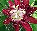 Lady Margaret Passion Flower Plant - Passiflora - 4