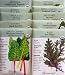 "Go Greens" 10 Organic Seed Packets By Botanical Interests in Reusable Gift Box