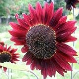 from Seed Needs: Flowers 100 Seeds, Sunflower Velvet Queen (Helianthus annuus) Seeds Packaged by Seed Needs