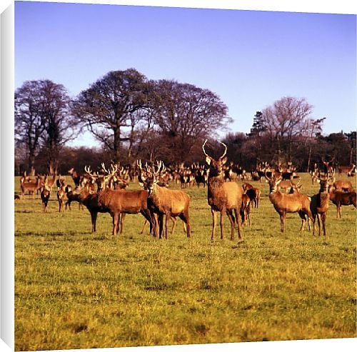 Canvas Prints of Deer park from Country Life 