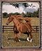 High Spirit Horse In Meadow Tapestry Throw 50