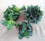 Adromischus Succulent Collection - Easy to Grow - RARE