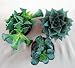 Adromischus Succulent Collection - Easy to Grow - RARE