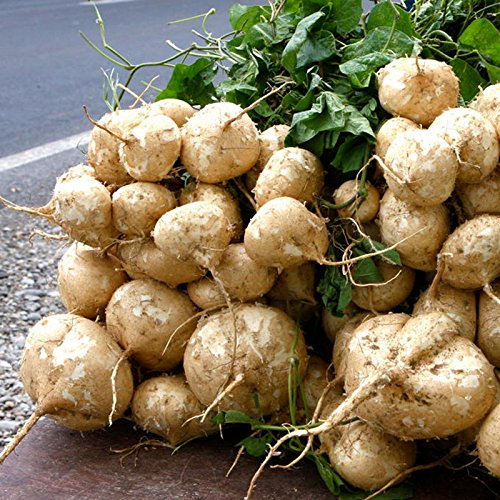 Top Best 5 potato vine seeds for sale 2016 Product