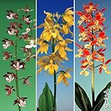 国華園　苗　ラン 南九州産エビネミックス 10株