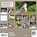 Wolves Wall Calendar (2016)