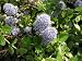 Ceanothus - 24