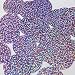 Round Flat Sequin 40mm Light Lavender Hologram Glitter Sparkle. Couture Paillettes. Made in USA