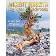 Ancient Forests 2009 Wall Calendar