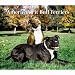 For the Love of American Pit Bull Terriers 2010 Deluxe Wall Calendar