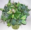 17" Potted Artificial Mixed Greenery #2