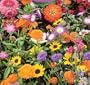 Wildflower Seeds- 1000+ Low Growing